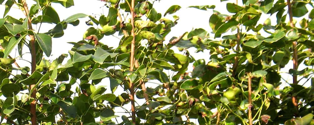 Amyris Natural Oil